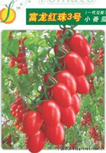 供应富龙红珠3号——番茄品种