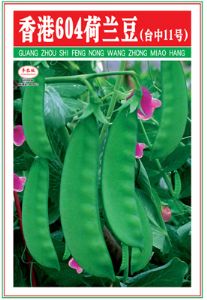供应香港604荷兰豆（台中11号）—豌豆种子
