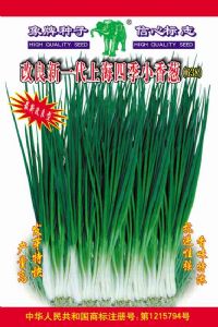 供应改良新一代上海四季小香葱(638)—大葱种子