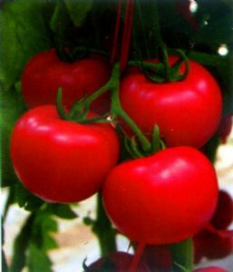 供应邦妮-番茄种子