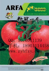 供应抗病毒番茄种子-粉冠一号—番茄种子