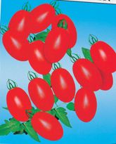 供应台湾圣女－番茄种子