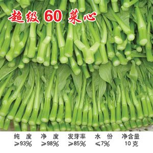供应超级菜心60—野生蔬菜种子