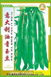 供应【金牌佬农】意大利油青玉豆（319）—菜豆种子