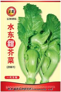 供应水东甜芥菜（2061）-芥菜种子