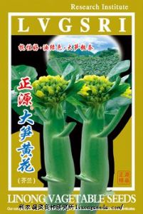 供应【正源】大笋黄花芥兰（469）—芥蓝种子