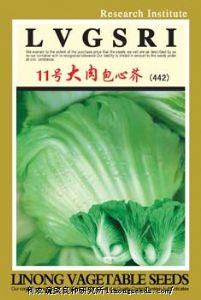 供应【正源】11号大肉包心芥菜(442)种子—芥菜种子