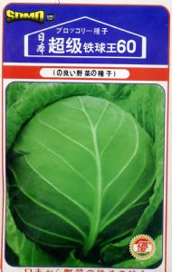 供应日本超级铁球王60—甘蓝种子
