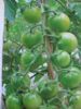 供应绿珍珠番茄种子
