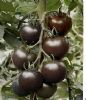 供应黑珍珠—樱桃番茄种子