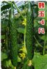 供应韩玉6F1—黄瓜种子
