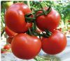 供应布鲁诺—番茄种子