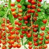 供应进口圣女果—樱桃番茄种子