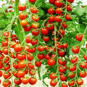 供应进口圣女果—樱桃番茄种子