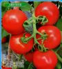 供应粉莱斯—番茄种子