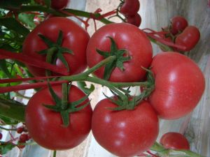 供应荷兰进口西红柿品种----玛丽娅种苗