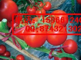 供应先正达抗TY大红番茄---齐达利种子