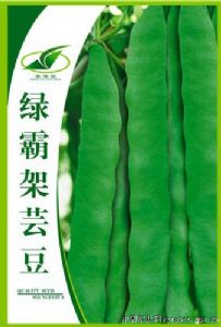供应绿霸架芸豆—菜豆种子