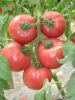 供应奥丽尔—番茄种子