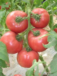 供应奥丽尔—番茄种子