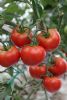 供应钱塘明珠－番茄种子