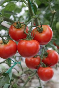 供应钱塘明珠－番茄种子