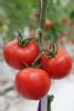 供应钱塘红宝－番茄种子
