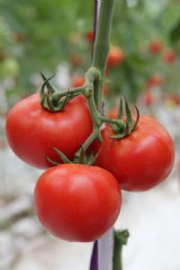 供应钱塘红宝－番茄种子