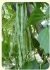 供应红玉架豆王—芸豆种子