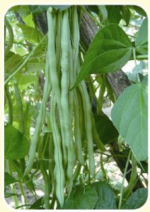 供应红玉架豆王—芸豆种子