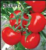 供应凯美618—番茄种子
