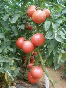 供应精粉425—番茄种子