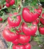 供应粉脆-番茄种子