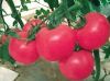 供应粉翠—番茄种子