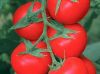 供应利亚塔—番茄种子