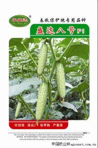 供应盛达8号 F1—黄瓜种子