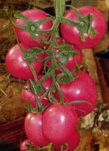 供应串粉—番茄种子