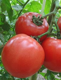 供应进口番茄种子（R-186）