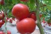 供应完美—番茄种子