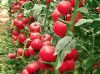 供应粉士朵—番茄种子