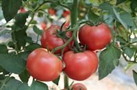 供应粉亚迪—番茄种子