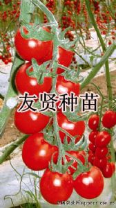 供应红瑞--抗TY病毒红色小番茄种子