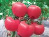 供应粉亚迪—特早熟番茄品种、无限生长亮粉色大果型