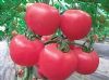 供应粉多纳—番茄种子