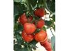 供应尤尼克—番茄种子