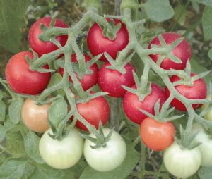 供应诺欣—番茄种子