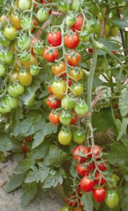 供应夏琳—番茄种子