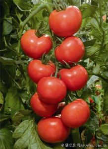 供应苏珊娜—番茄种子
