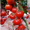 供应红旺5号番茄种子