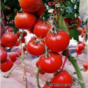 供应红旺5号番茄种子